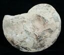 / Choffaticeras Ammonite (Half) - Morocco #3977-1